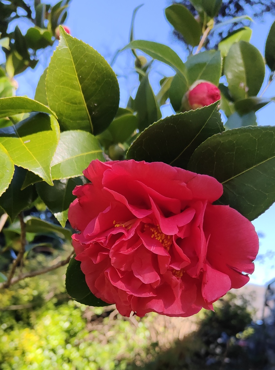 Цветок камелии восхитителен