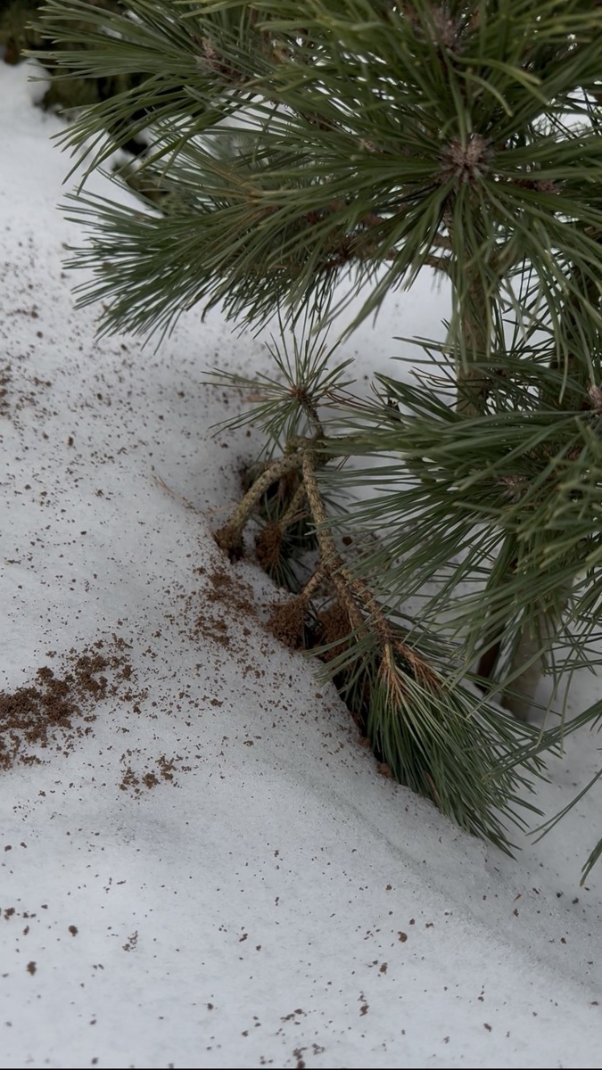 сосна чёрная Оттос Компакт 