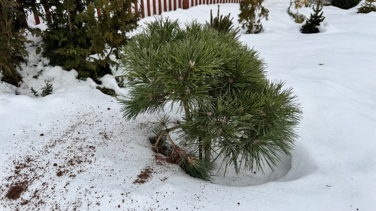 сосна чёрная Оттос Компакт 