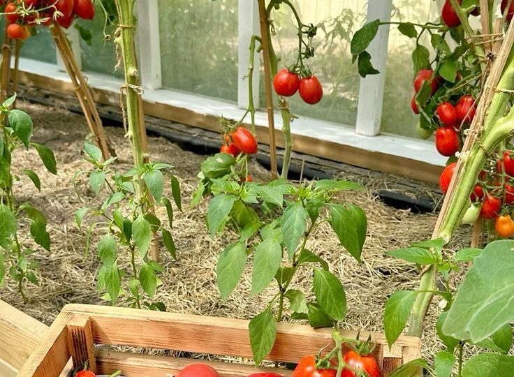 Семена с F1: брать нельзя выбрасывать — ставим точку в дачном споре