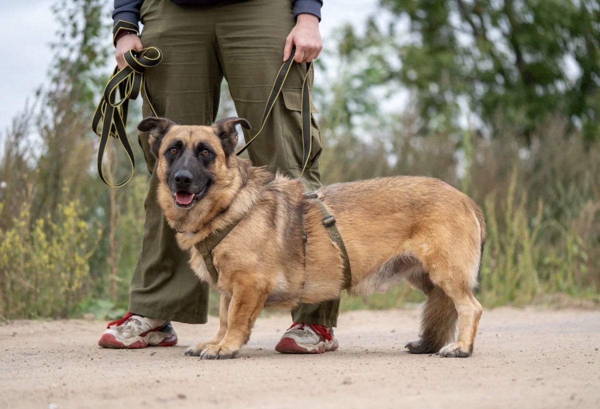 Вот так и выглядит Коржик! Тут он рядом с волонтёром на прогулке
