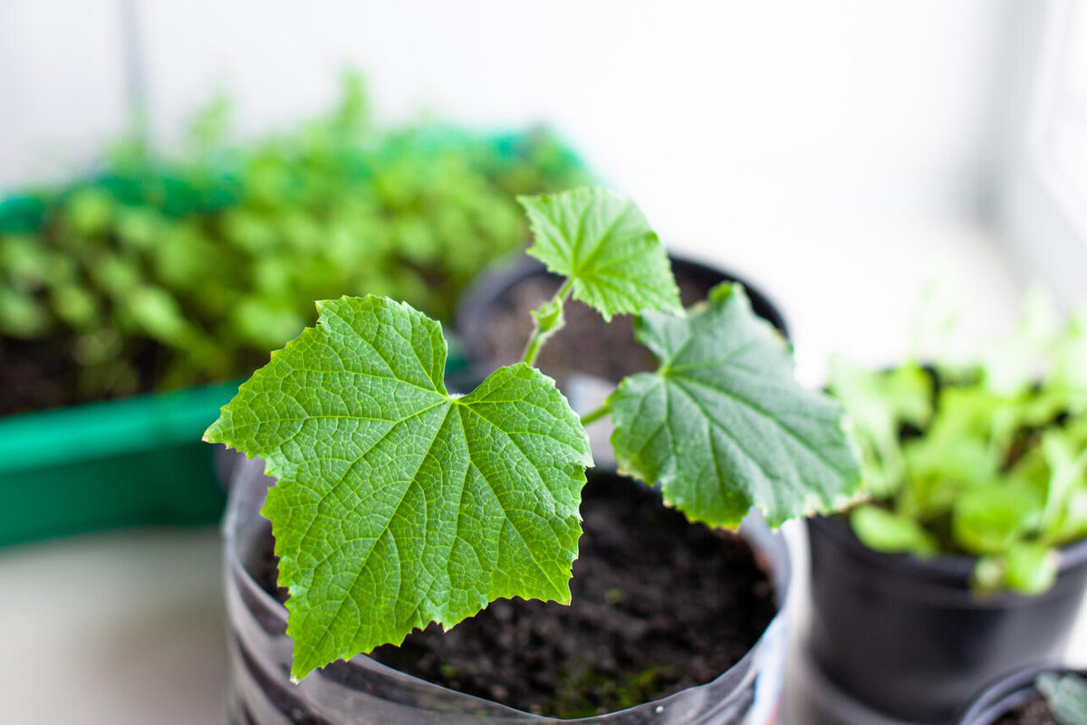     123RF/legion-media.ru