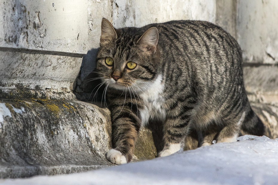    Сергей Булкин/NEWS.ru