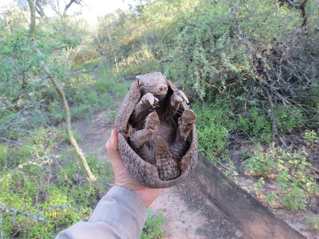 Каждый двухлетний ребенок, оставленный без присмотра на природе, такой: "Мама, смотри, что я нашёл!"