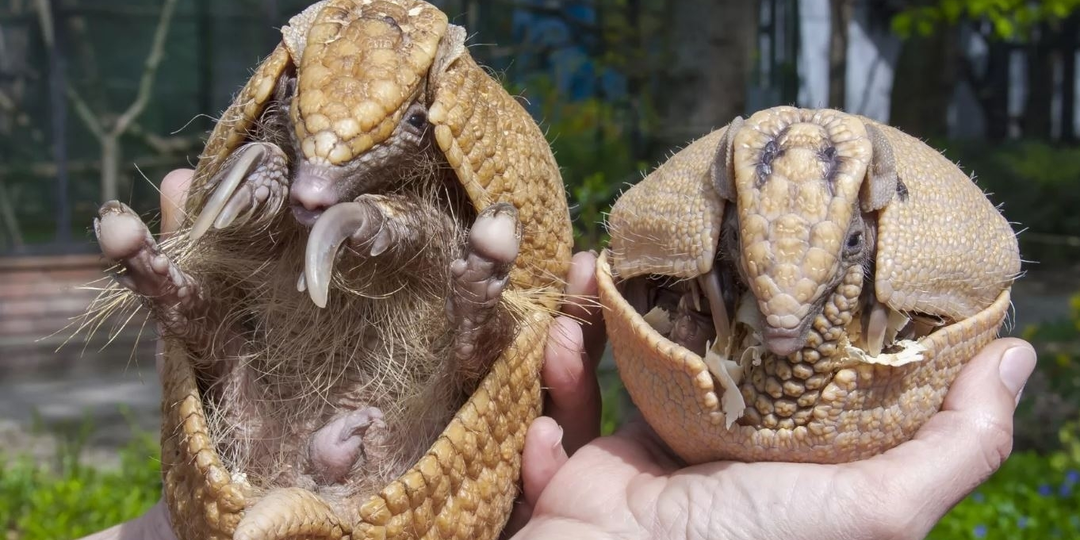 Трёхпоясный броненосец: Он может вызвать панику даже у пумы и ягуара. Механизм активной обороны