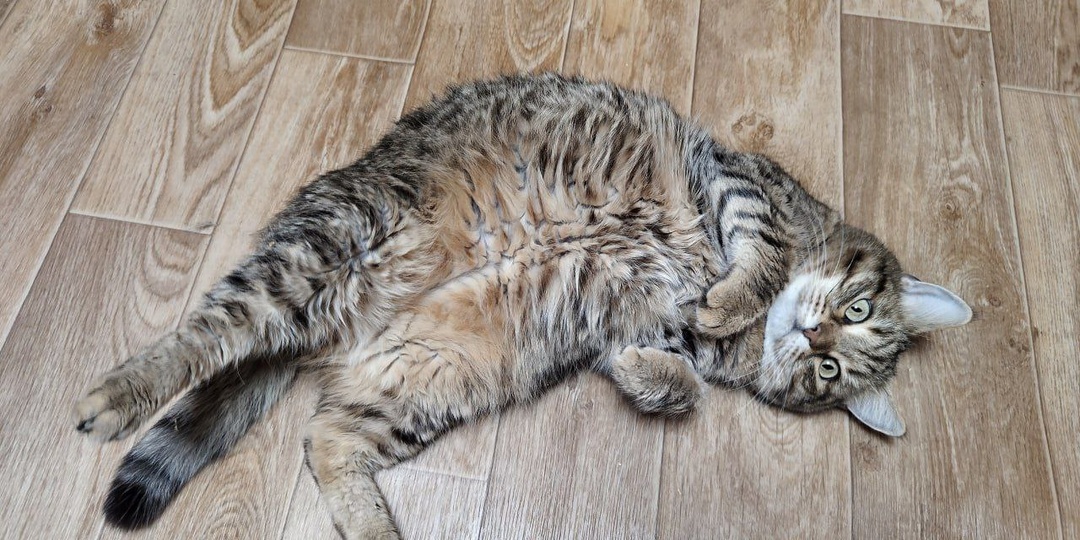 ✨ Сегодня маленькое чудо: Тиша снова может спокойно валяться на полу!