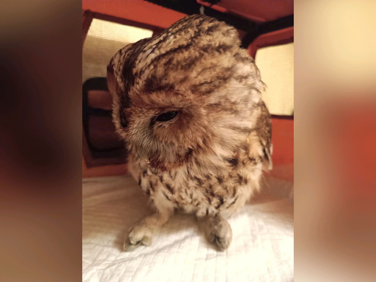     Фото: "Сердце Леса"