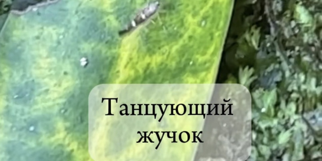 Когда тебя приняли за насекомое...и началось целое представление!