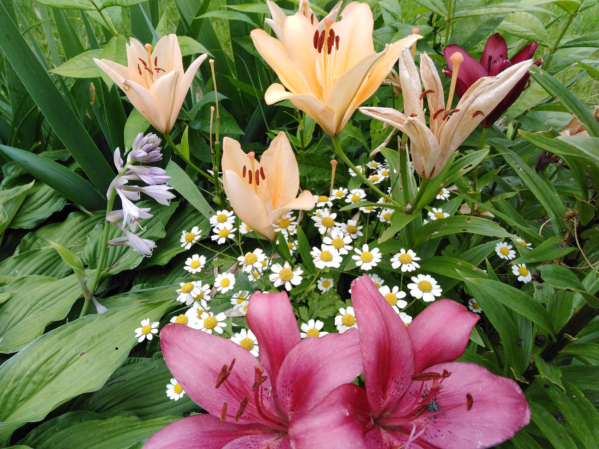 Пижма девичья, хризантема девичья, танацетум девичий или матрикария - вот сколько имён у этих бело-жёлтых корзинок! Фото сделано мною в Суздале, в Ризоположенском монастыре