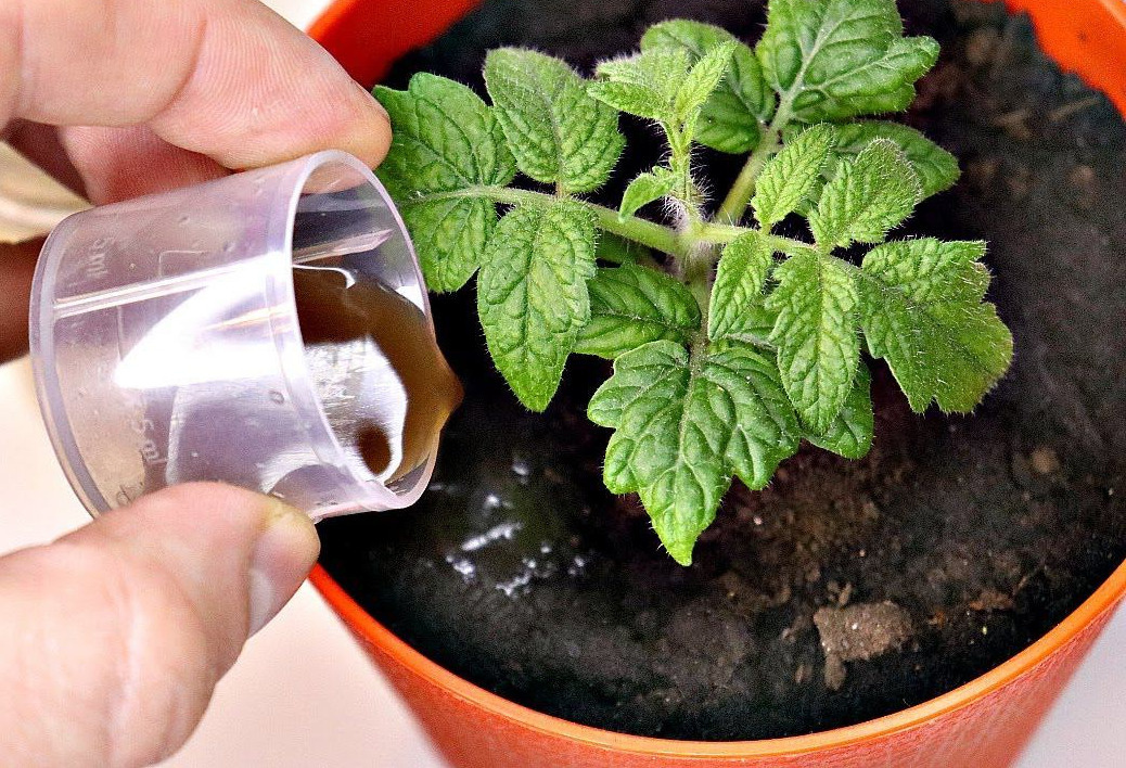 Подкормка рассады