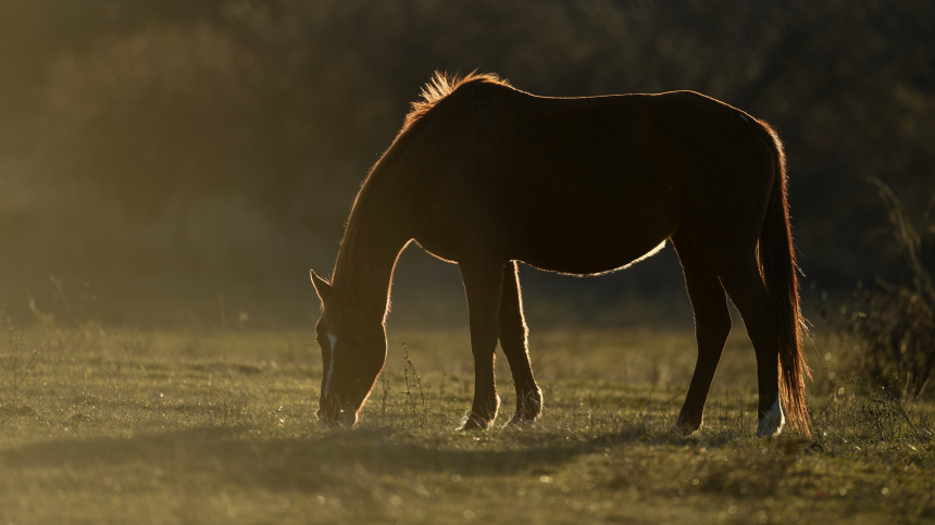    Фото: © РИА Новости/Константин Михальчевский; 5-tv.ru