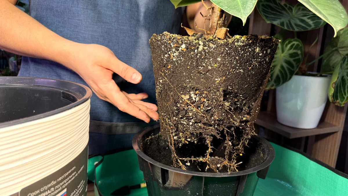 Пересаживаем перевалкой, так как грунт там хороший (сам мешал)