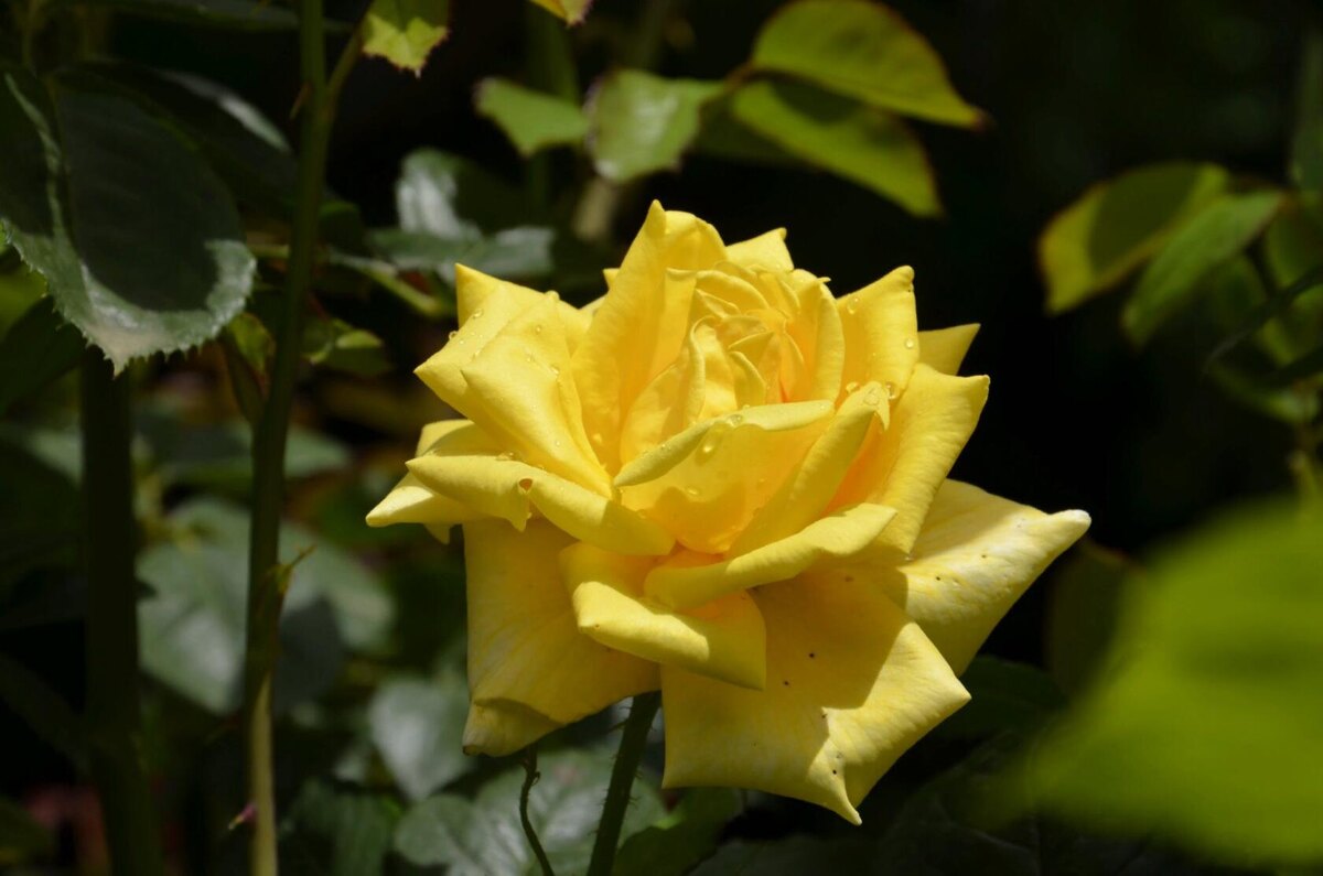 Роза Ландора.