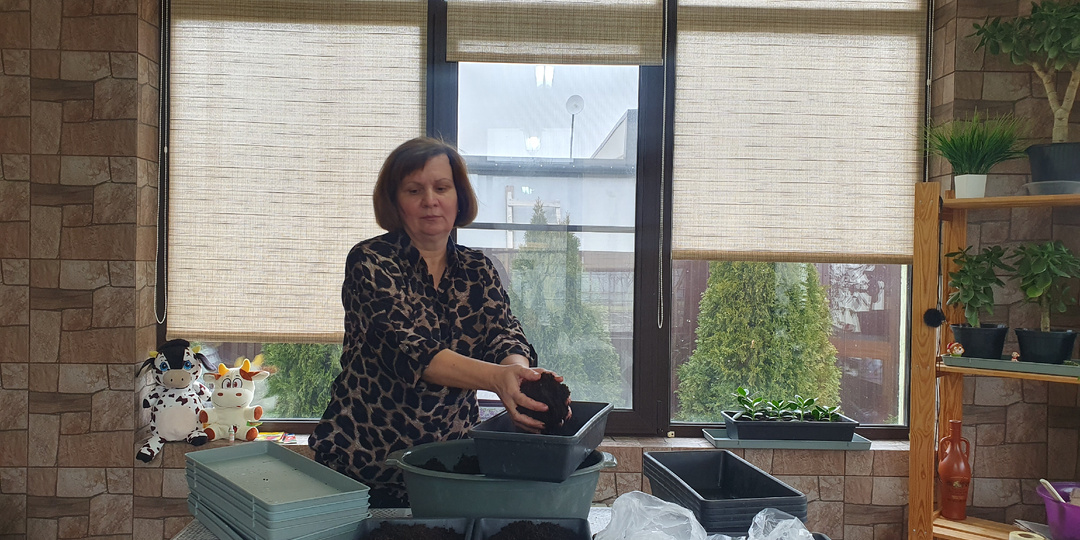 Посейте помидоры именно так и рассада будет здоровой и толстой, с палец