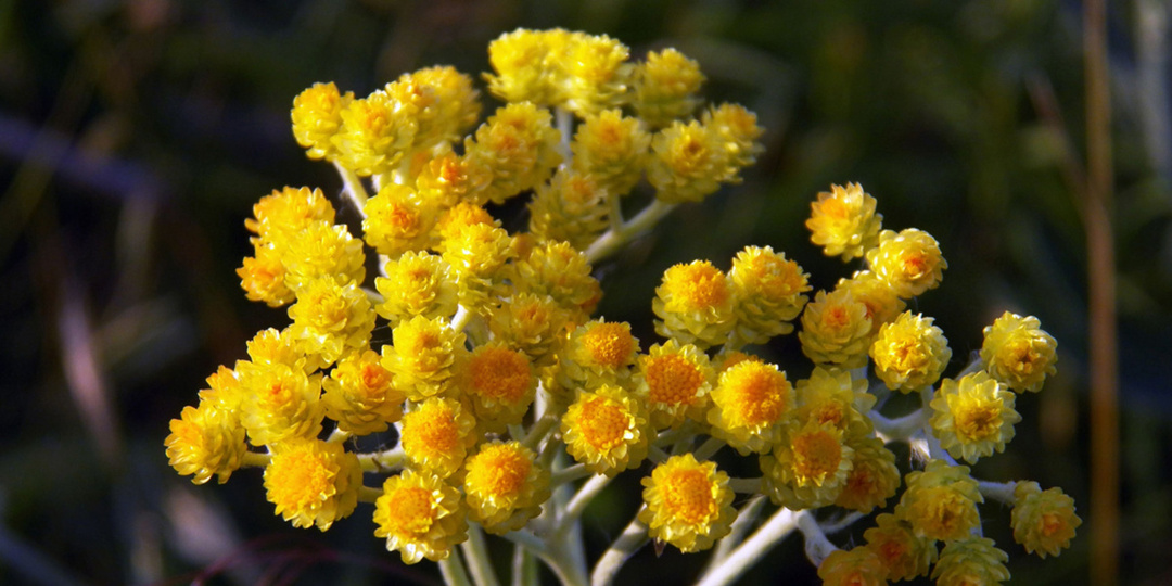 Бессмертник песчаный. Трава, которая работает даже тогда, когда другие сдаются