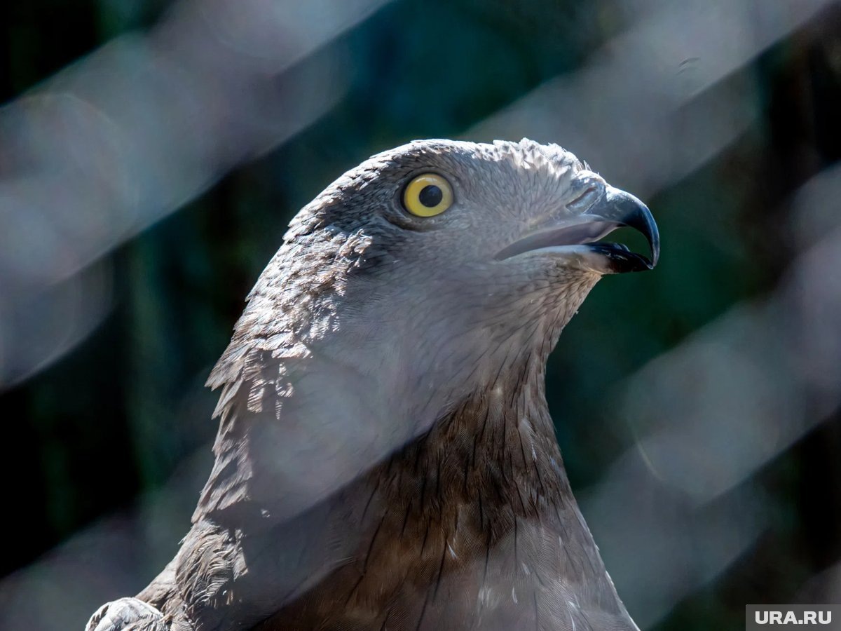     На Урале можно встретить 197 видов птиц, занесенных в Красную книгу