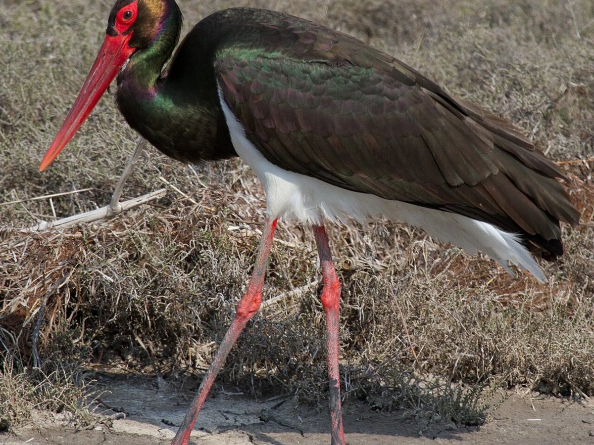    Фото Черного аиста