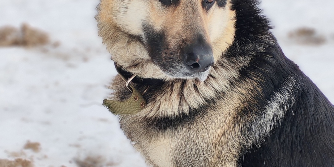 Граф: история благородного пса, который ждёт ⏳🐕❤️