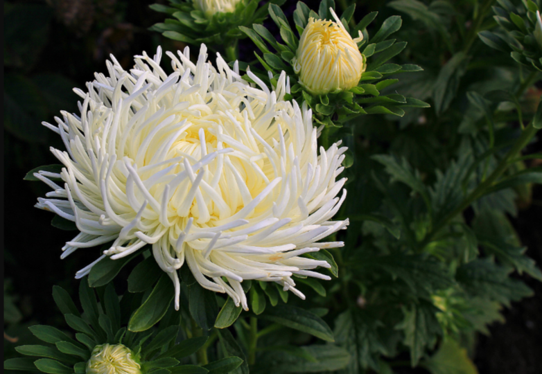 Посейте Астры на рассаду как я напишу и они вырастут очень крупными, махровыми и будут обильнее цвести