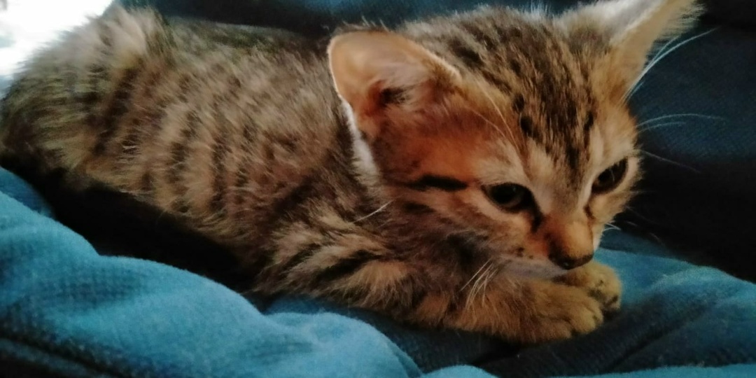 Маму-кошку выставили на улицу, вместе с трехдневным котенком