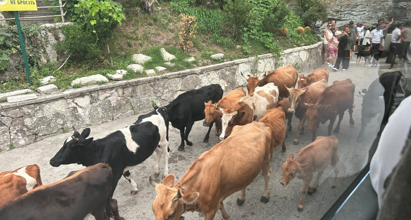    Фото: progorod43.ru