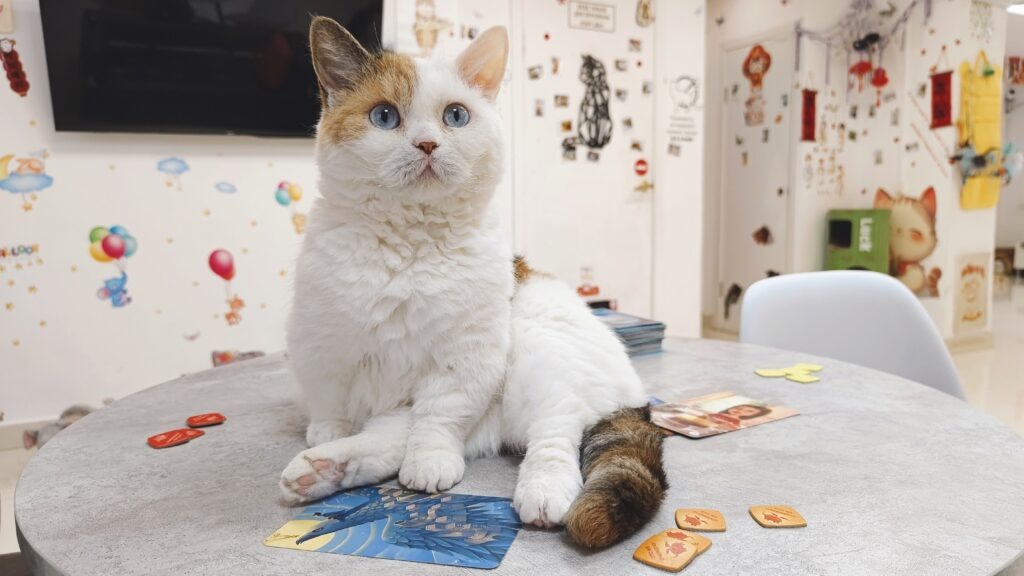    Фото: Котокафе Гоку/VK