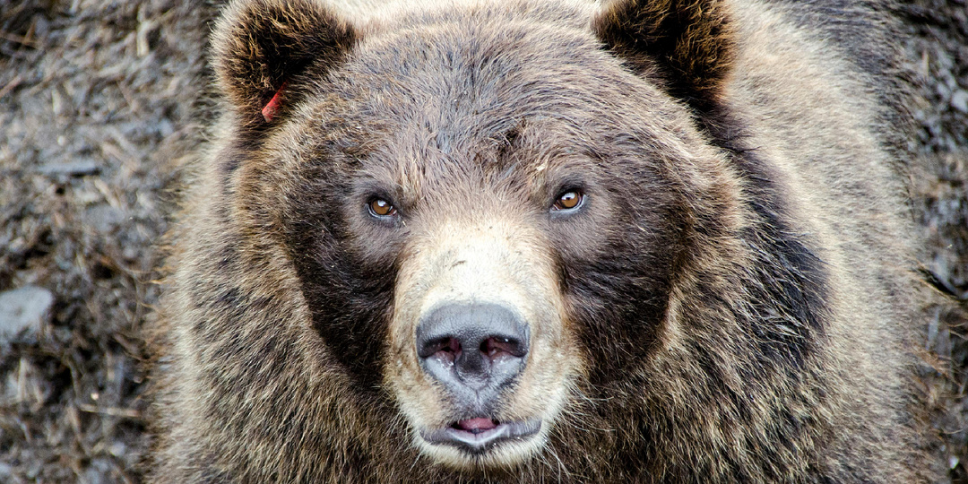 Как медведь встречает весну и что меняется в его жизни