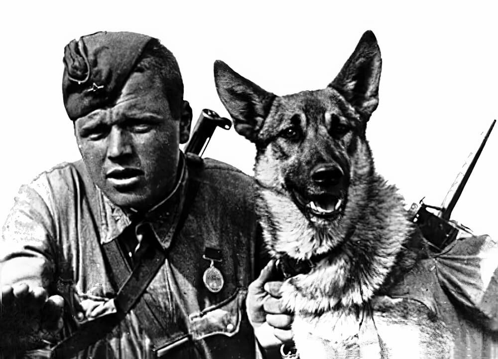 Первая собака-диверсант ВОВ. Источник: https://clck.su/sWkWd