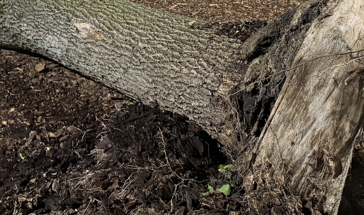     Ветер валит деревья. Автор: редакция. Фото: редакция.