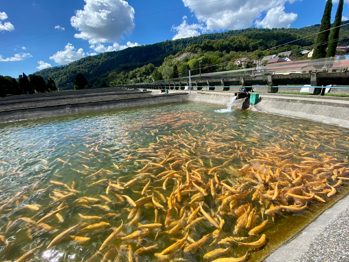 Фото: forelevoe-hozyaistvo.ru