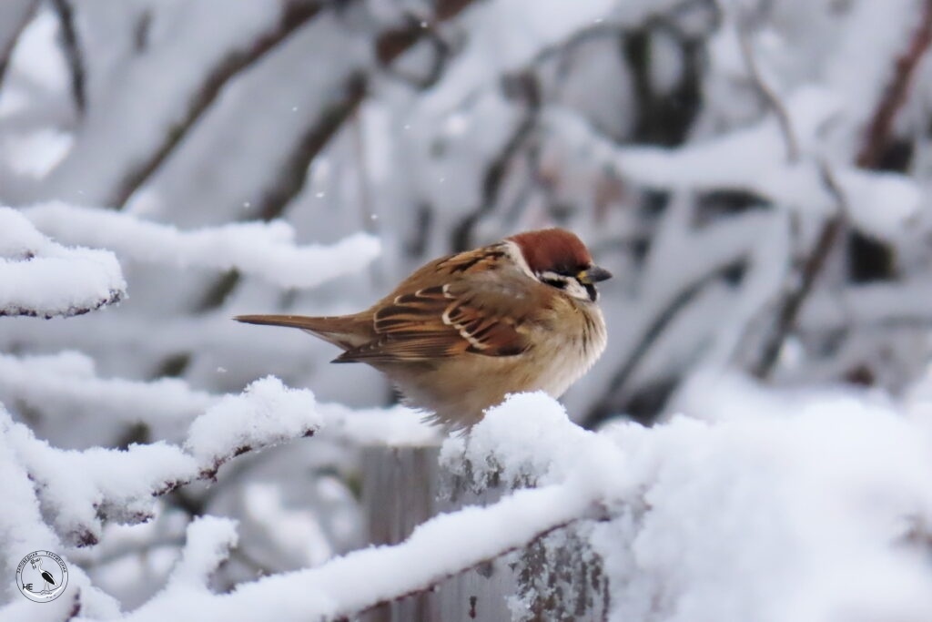    Полевой воробей в снегу, 24.12.23 Анна Власова