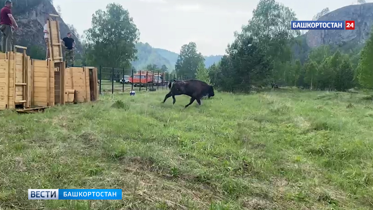    В природный парк Башкирии привезут 9 зубров