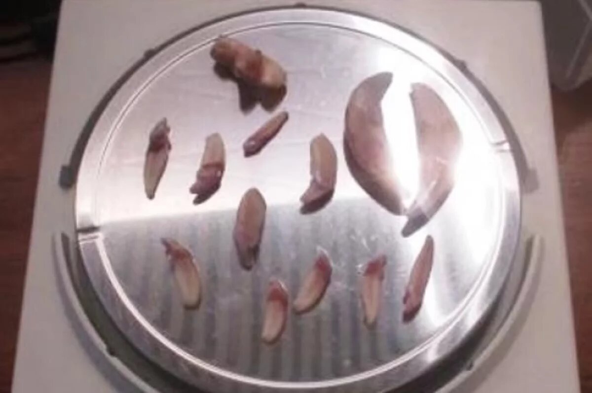    Турист попытался вывезти волчьи клыки из Красноярска в Китай