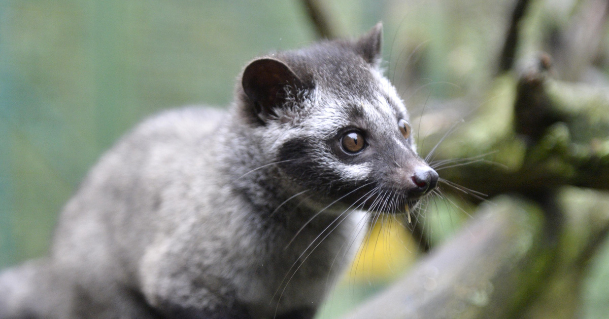 Азиатская пальмовая циветтыа (мусанг, лювак).