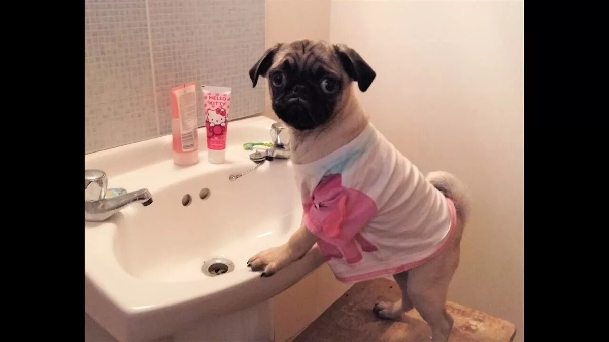 Фото из свободного источника 