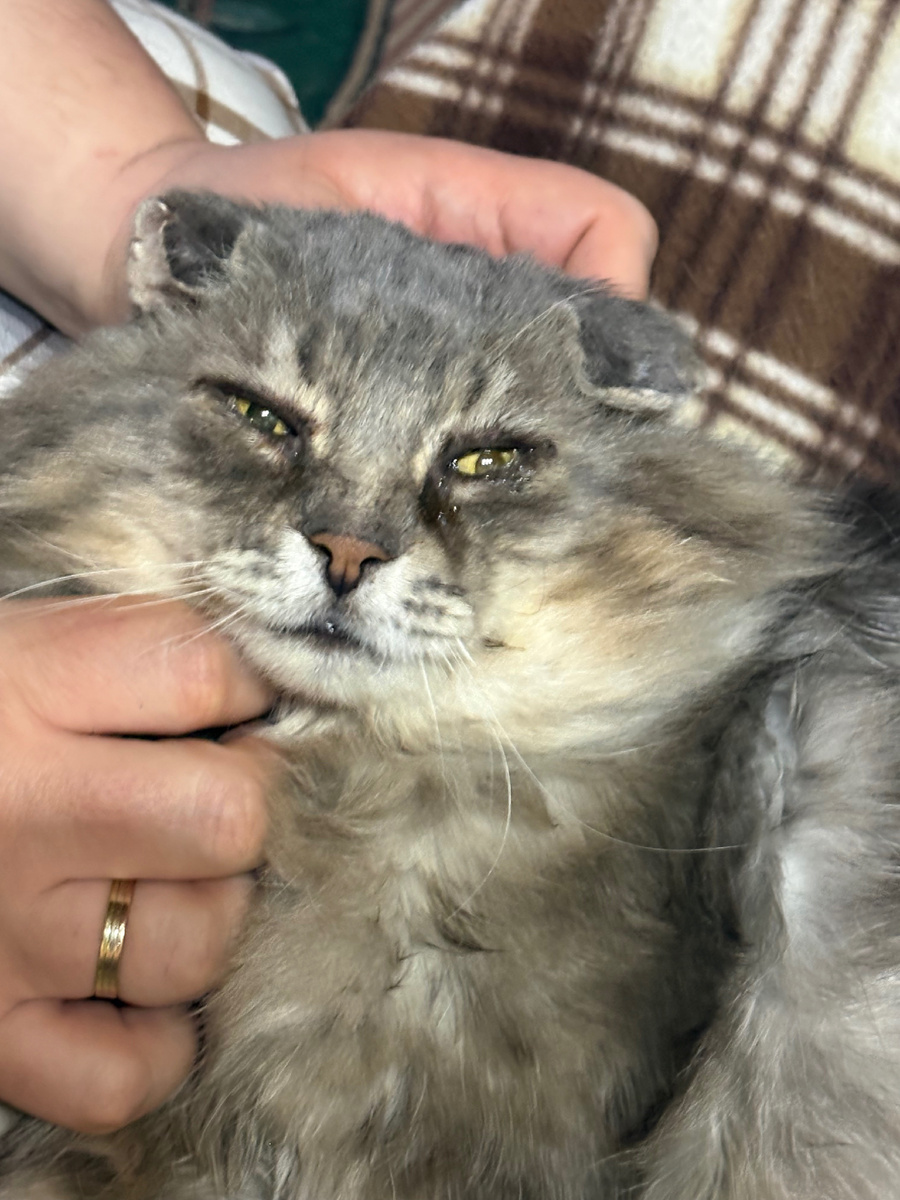 Наш самый красивый домашний котик!