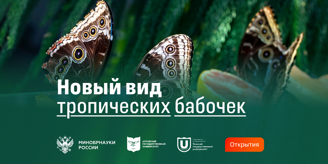 Ученые описали новый вид тропических бабочек