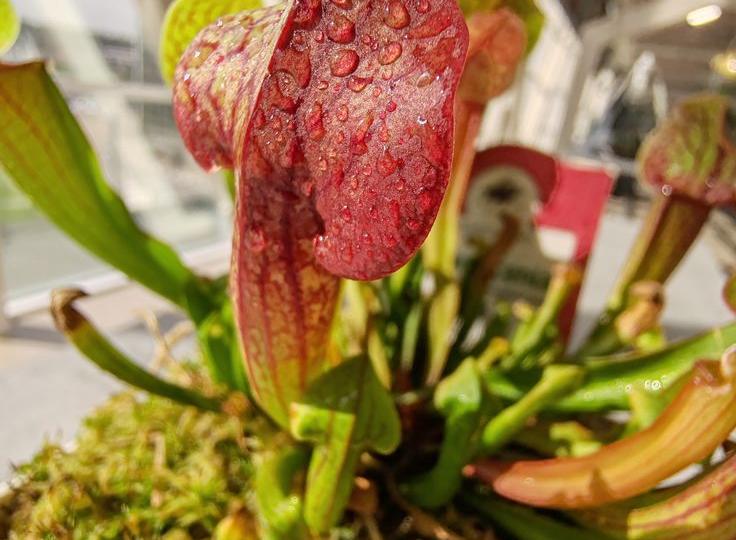 Хищное растение дома: можно ли держать и как ухаживать