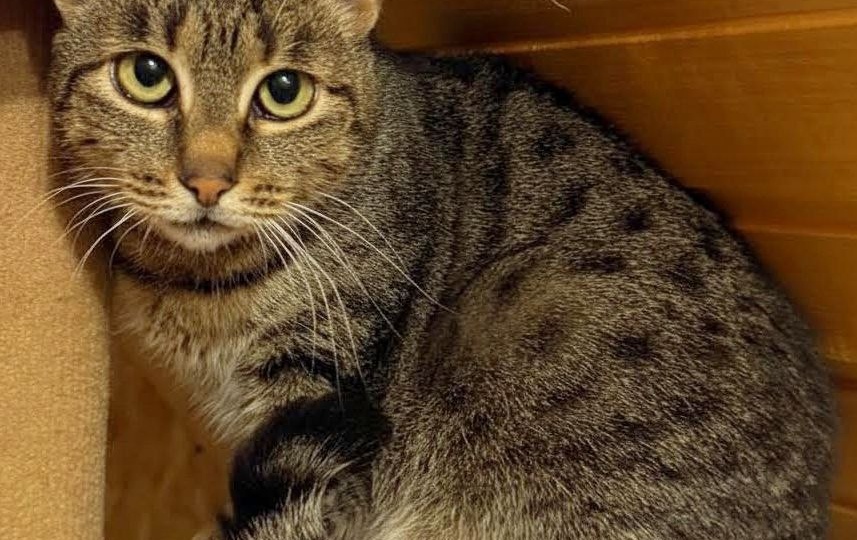 Маша: История спасения и надежда на дом для особенной кошки