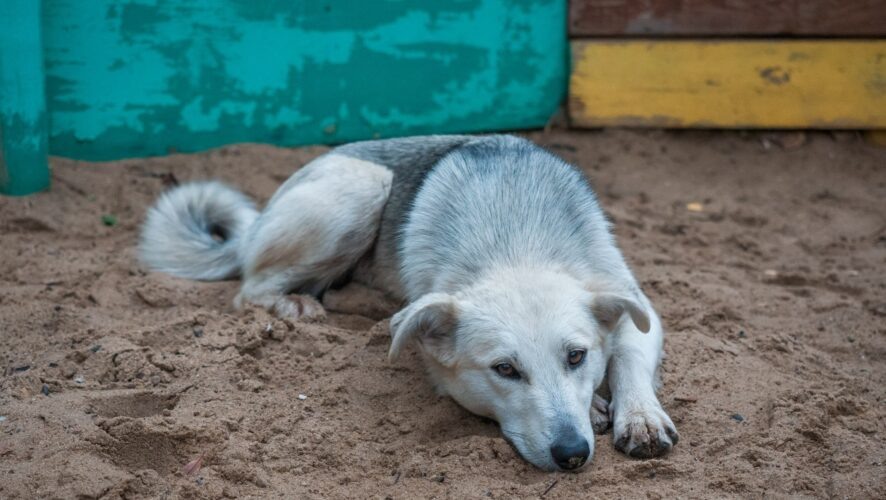    Фото: KazanFirst