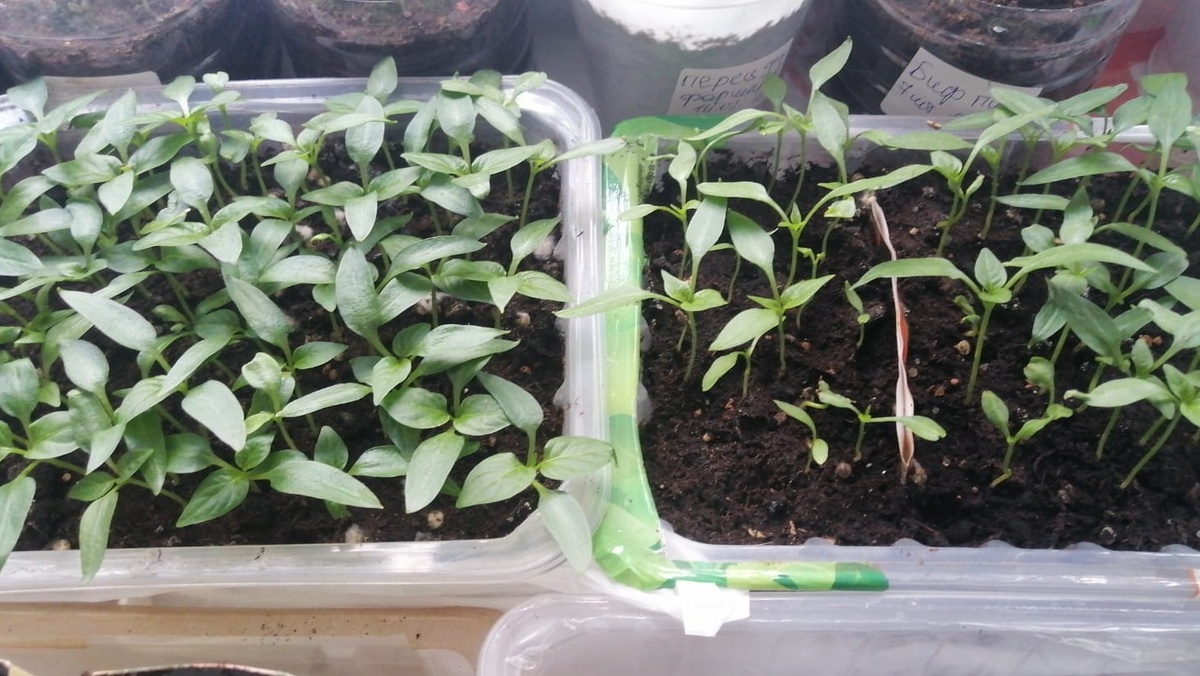 Февральский посев с лампами проигрывает мартовскому без досветки