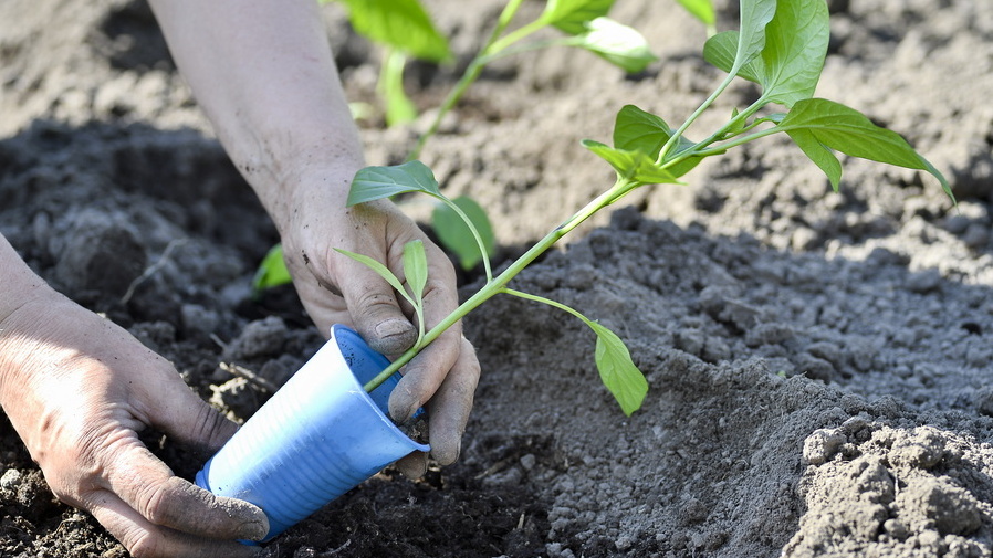 Сею в марте 12 культур по расчету. Рассада крепнет без досветки и ламп