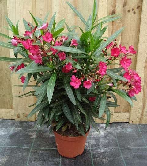 Самое опасное ядовитое растение, которое нельзя держать в квартире ⚠️