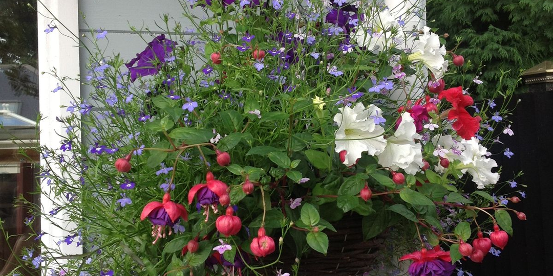 Фуксия: что за растение и как за ним ухаживать 🌸