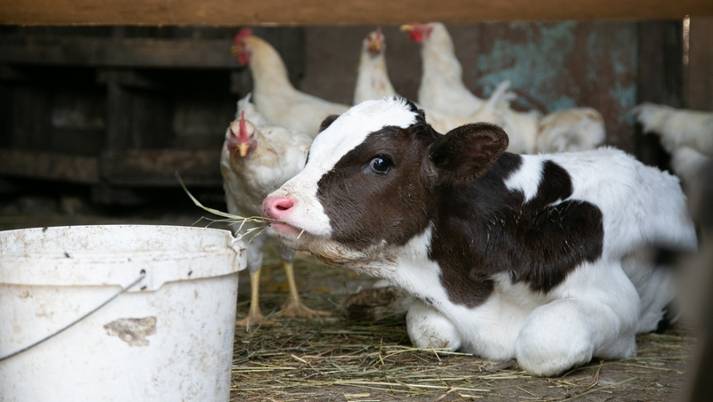      Фото: Валерия Алтухова / / ИА «Победа26»