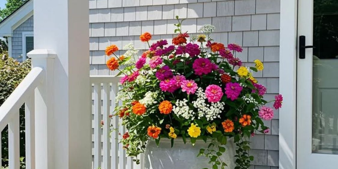 Можно ли держать комнатные растения на улице? 🌿