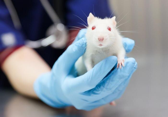 Обложка © VK / Моя Ветклиника