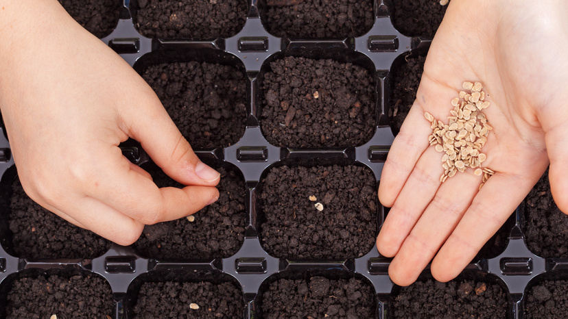 Февраль — последний шанс посеять перец и получить крепкие растения к началу мая. 