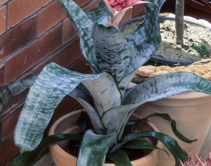 Бромелия 🌺: тропический цветок для дома