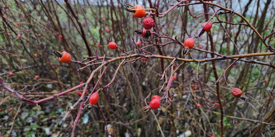 Тайна любовницы. Глава 19.